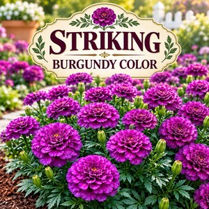 Large mass planting of Purple India Marigolds creating an abundant display of dark burgundy, plum-red and wine-colored flowers.