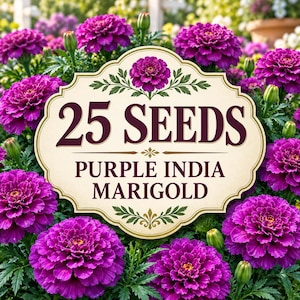 Abundant Purple India Marigold plants displaying deep burgundy, plum and wine-toned flowers surrounded by lush green foliage in a bright ornamental garden.