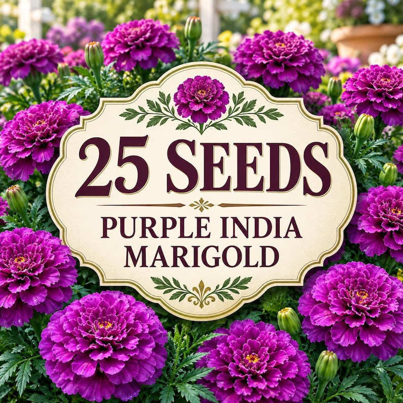 Abundant Purple India Marigold plants displaying deep burgundy, plum and wine-toned flowers surrounded by lush green foliage in a bright ornamental garden.