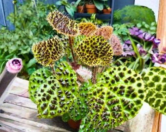 Ferox Begonia Seeds for Planting – 25 Begonia Textured Leaf Foliage Plant, Rare Shade Loving