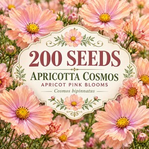 Apricotta Cosmos Seeds | Apricot Pink Blush Flowers (200 Seeds)