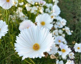 Cupcake Weiss Cosmos Samen 200 Stück | Einzigartige Röhrenförmige weiße Blütenblätter | Große Gartenblume