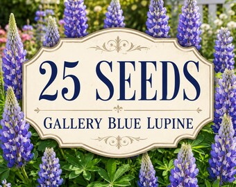 25 Gallery Blue Lupine Seeds | Compact Flower Spikes | Perennial Lupinus | Cottage Garden Border Flower