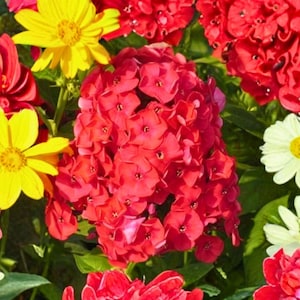 Graines Red Volcano Phlox 100 pcs | Fleurs annuelles rouge vif | Plante de jardin compacte