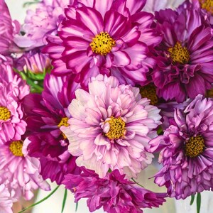May include: A vibrant bouquet of cosmos flowers in shades of pink and purple. The petals display a range of hues, from deep magenta to soft lavender, with bright yellow centers. The flowers are clustered together, creating a lush and colorful display.