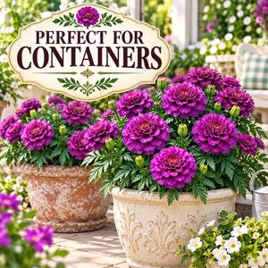 Purple India Marigolds blooming abundantly in decorative cream and terracotta containers with rich burgundy flowers and green foliage.