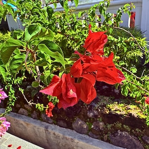 May include: A vibrant image of red bougainvillea flowers in full bloom. The flowers are clustered together, with a rich, deep red hue. Lush green leaves and stems surround the flowers, creating a striking contrast. The scene is set outdoors, with a stone wall in the background.