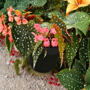 May include: A potted Begonia plant with large, green leaves speckled with white spots. Delicate pink flowers bloom among the foliage. The plant is in a black pot, set against a sandy background.