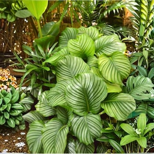 Calathea Seeds - Etsy