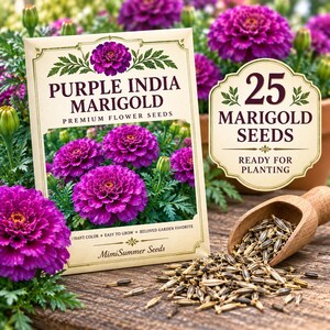 Purple India Marigold seed packet displayed beside clearly visible marigold seeds on a rustic garden table with dark burgundy flowers softly blurred behind.