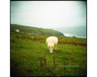 Wild Atlantic Way Sheep - Giclée Print from Holga Photograph, Color Film