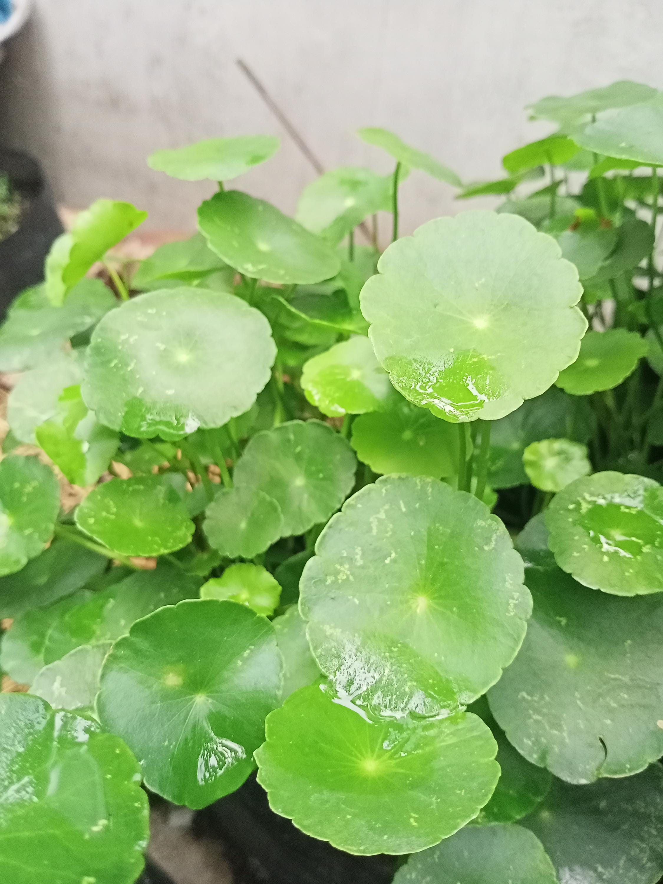 50 Granes De Fleurs Vertes + GRATUTES | EBay