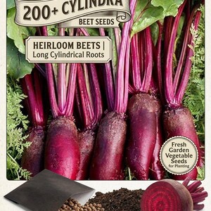 200+ Cylindra Beet Seeds | Heirloom  Long Cylindrical Roots | Fresh Garden Vegetable Seeds for Plantings