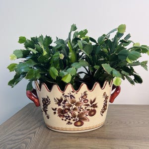 May include: A cream-colored ceramic planter with a scalloped rim and two red handles, featuring a brown botanical fruit and leaf pattern. A green Schlumbergera plant with segmented stems is potted inside the decorative vessel.