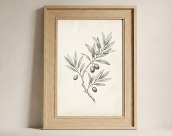 Arte mural de rama de olivo: estampado botánico neutro, ilustración rústica de aceituna, decoración de cocina mediterránea