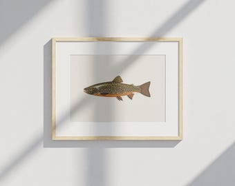 Póster / Trucha de arroyo / pesca / trucha salvelino