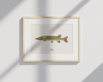 Póster de lucio: ilustración de lucio, arte mural de peces, impresión de naturaleza escandinava, decoración de lagos y ríos