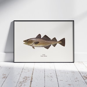Può includere: Una stampa incorniciata con un'illustrazione dettagliata di un merluzzo, Gadus morhua, nei toni del marrone, beige e nero. Il pesce è raffigurato di profilo su uno sfondo bianco, con la parola "COD" e il nome scientifico sottostante.