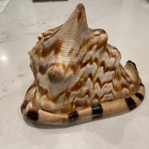 Vintage conch SCalloped shell ocean decor