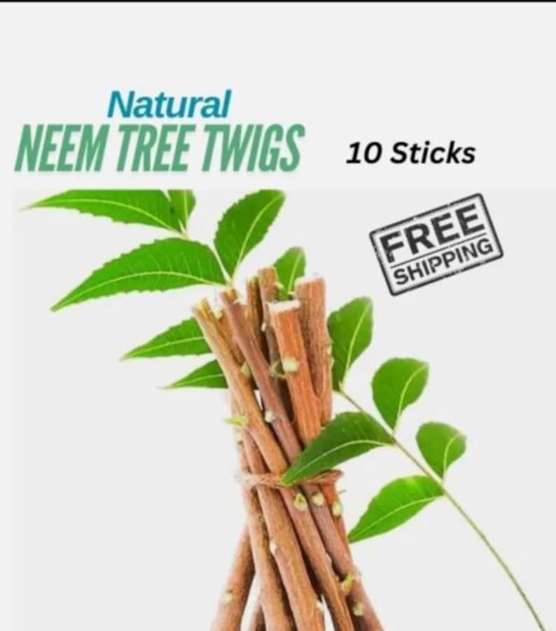 Neem Tree Teeth Neem Tree Twigs – Natural Teeth Cleaning Sticks, Healthy Gums, Fresh ...