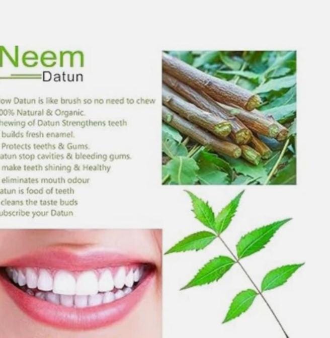 Neem Tree Teeth Neem Tree Twigs – Natural Teeth Cleaning Sticks, Healthy Gums, Fresh ...
