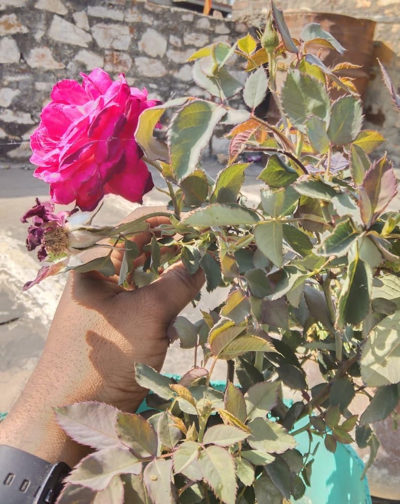 organic-rose-petal-powder-rosa-centifolia-natural-skincare-hair
