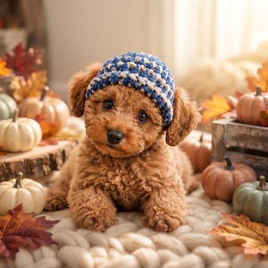 Puede incluir: Un cachorro pequeño, esponjoso y de color marrón claro con pelaje rizado que lleva un gorro de ganchillo azul y blanco. El cachorro está rodeado de varias calabazas pequeñas en tonos naranja, blanco y verde, junto a hojas otoñales.