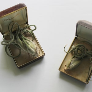 Vintage Pair of Hardshell Hinged Jewelry Presentation Boxes 1950s