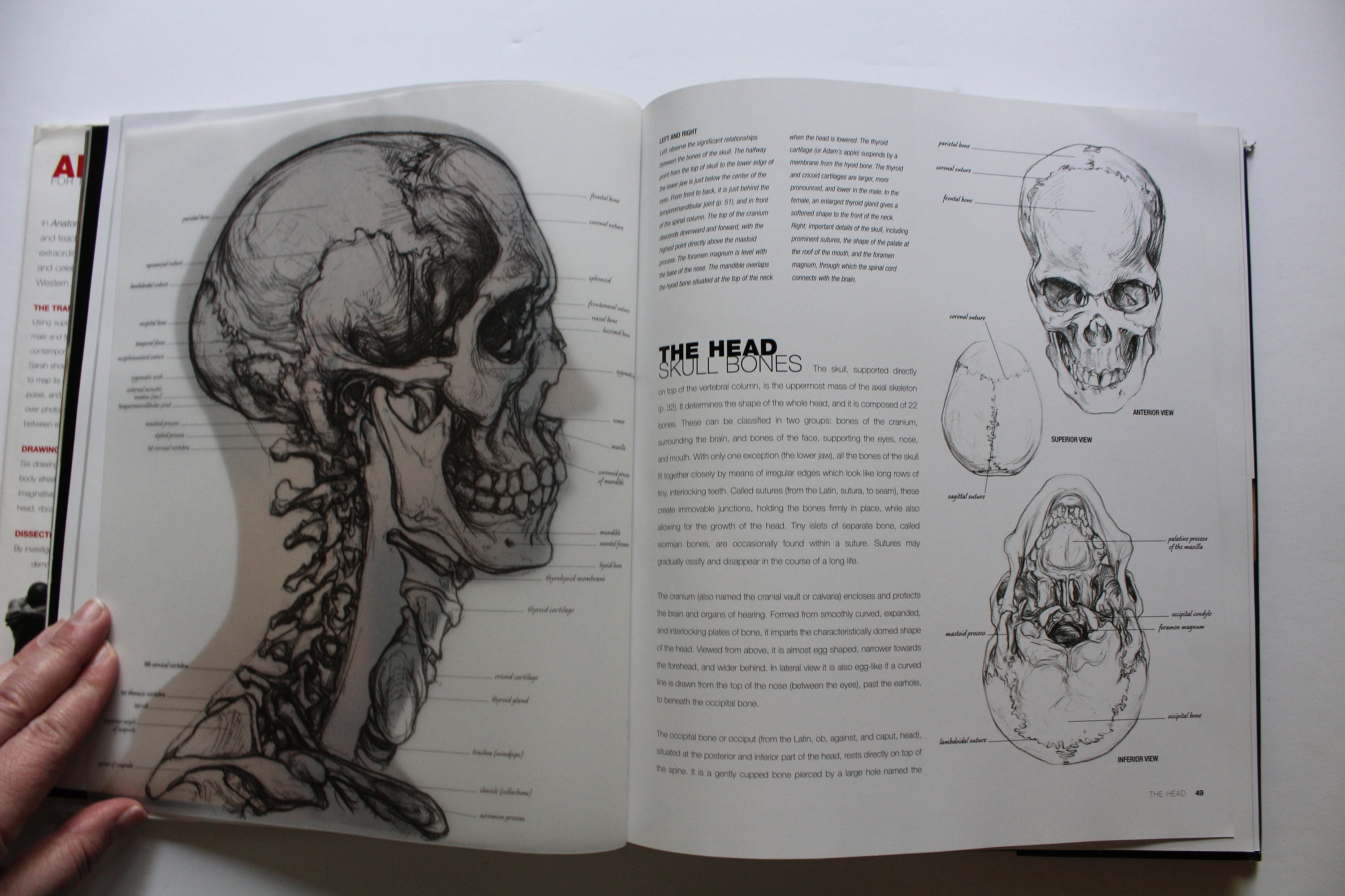 Vintage Anatomy For The Artist Hardback Coffee Table Book 2001, image size:3000x2000