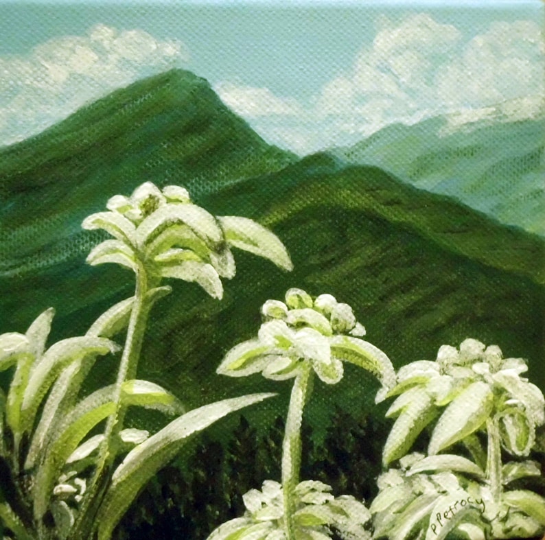 Edelweiss original painting 6x6 acrylic painted Etsy