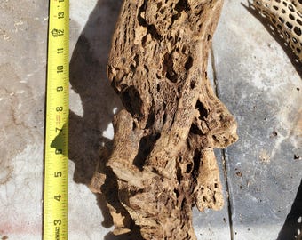 Esqueleto de tronco de cactus Cholla 17" x 5"