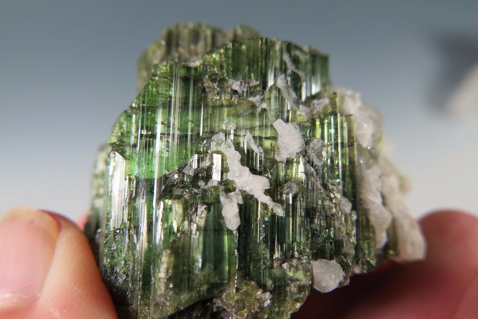 【新品】the fovari THE MINERAL EDITIION Sharpedo EX (152 Full Art) - XY - Primal Clash - Pokemon