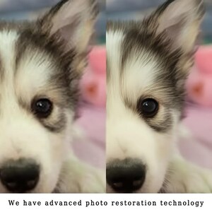 May include: A split image of a puppy's face, showcasing its eye, nose, and fur. The puppy has black and white fur with a dark eye. The text at the bottom reads, "We have advanced photo restoration technology."