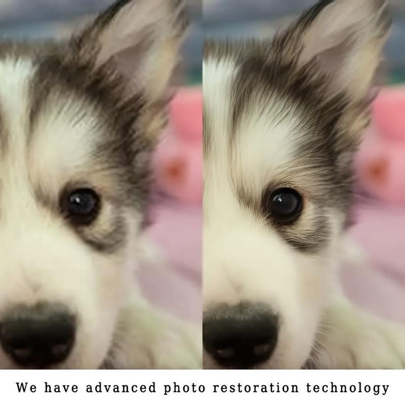 May include: A split image of a puppy's face, showcasing its eye, nose, and fur. The puppy has black and white fur with a dark eye. The text at the bottom reads, "We have advanced photo restoration technology."