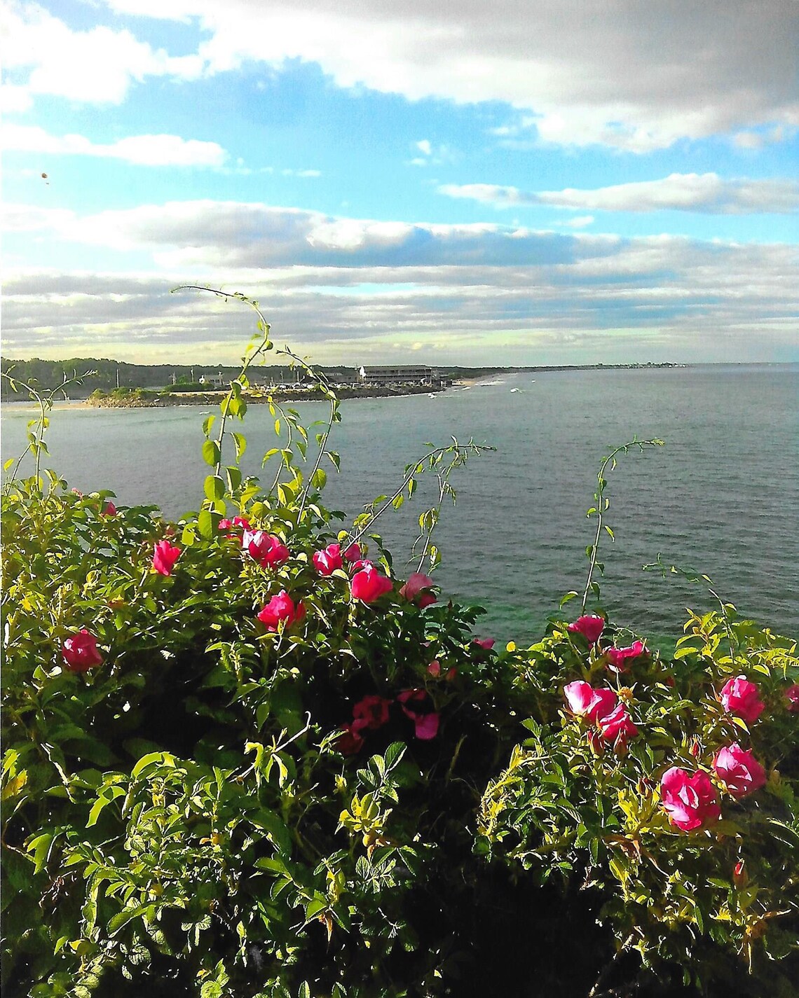 Beach roses along the Maine Coast Etsy.de