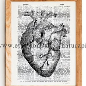 Anatomy heart print, anatomy print set, doctor gift, Anatomy wall art, heart poster, anniversary gift, medical illustration, gift for couple