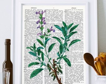 Sage herb botanical print, Kitchen wall art, sage herb book art, sage herb dictionary print, herbs & spices print, kitchen decor,NATURAPICTA