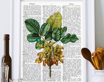 Pistachio Botanical Print: Kitchen Dictionary Art