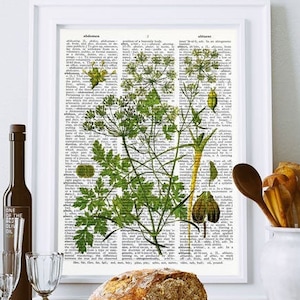 Peterseliekruid botanische print, keukenmuurkunst, peterselieboekkunst, peterseliekruidprint, kruiden & specerijen woordenboekprint, door NATURA PICTA