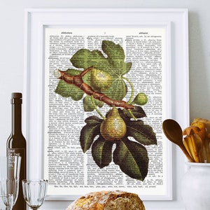 Figs fruit botanical print, Kitchen wall art, antique figs print, Figs book art, Botanical dictionary print, figs fruit poster, NATURA PICTA