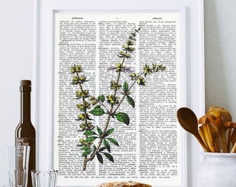 Basil Botanical Print: Antique Herb Dictionary Art