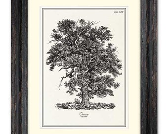 English oak tree print, oak tree wall art, antique Victorian tree print, botanical wall art, tree poster, Xmas gift, housewarming gift