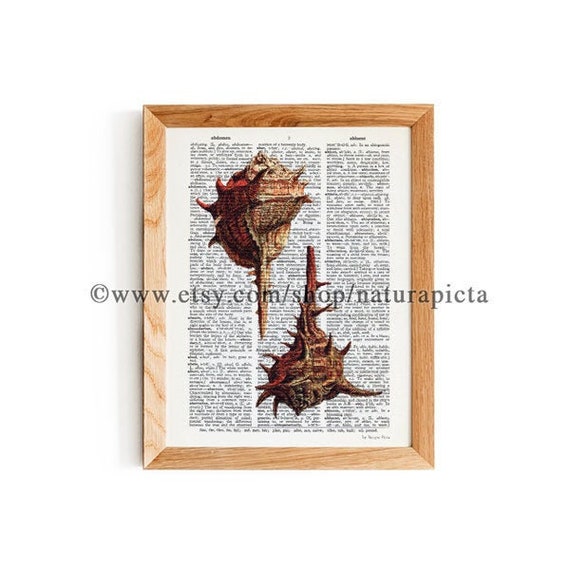 Muschel Druck Muschel Diktorium Druck Kusten Wand Kunst Strand Etsy
