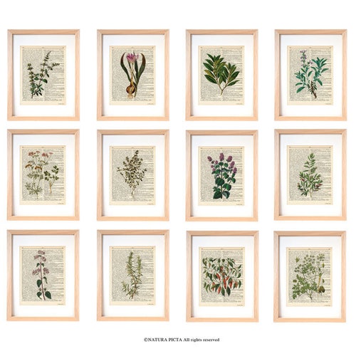 Vintage Kitchen Herbs Prints Set of 6 Botanical Art Print | Etsy