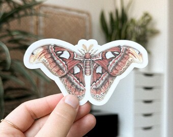 Atlas Moth Sticker