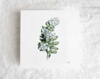 Succulent Study #2 Mini Print 5x5