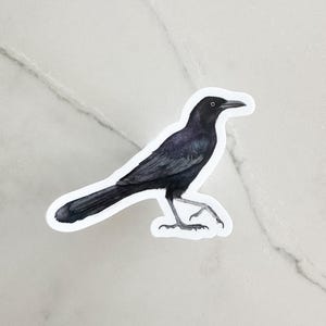 Grackle Sticker