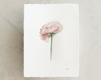 Elegance 'Salmone' Ranunculus Original 6x8