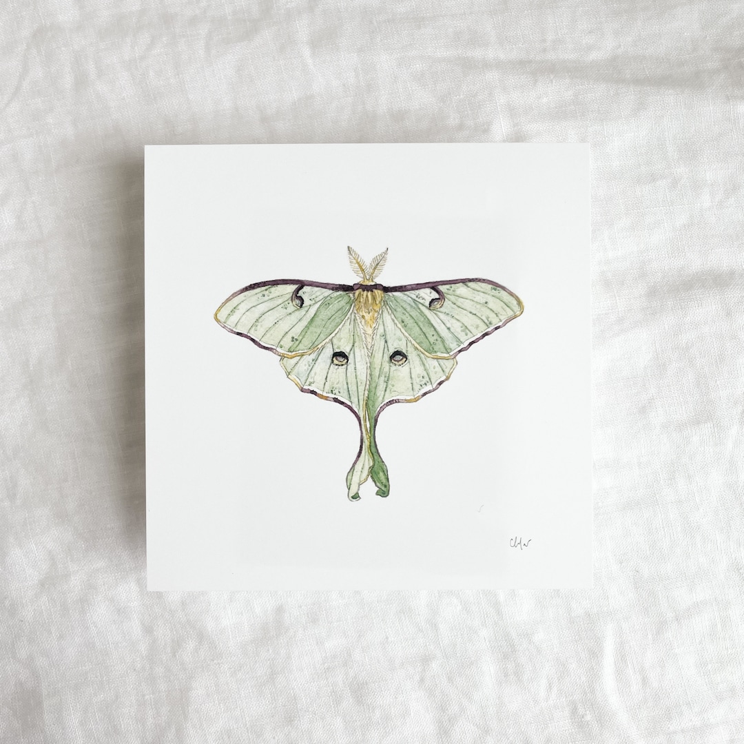 Luna Moth Mini Print 5x5 - Etsy