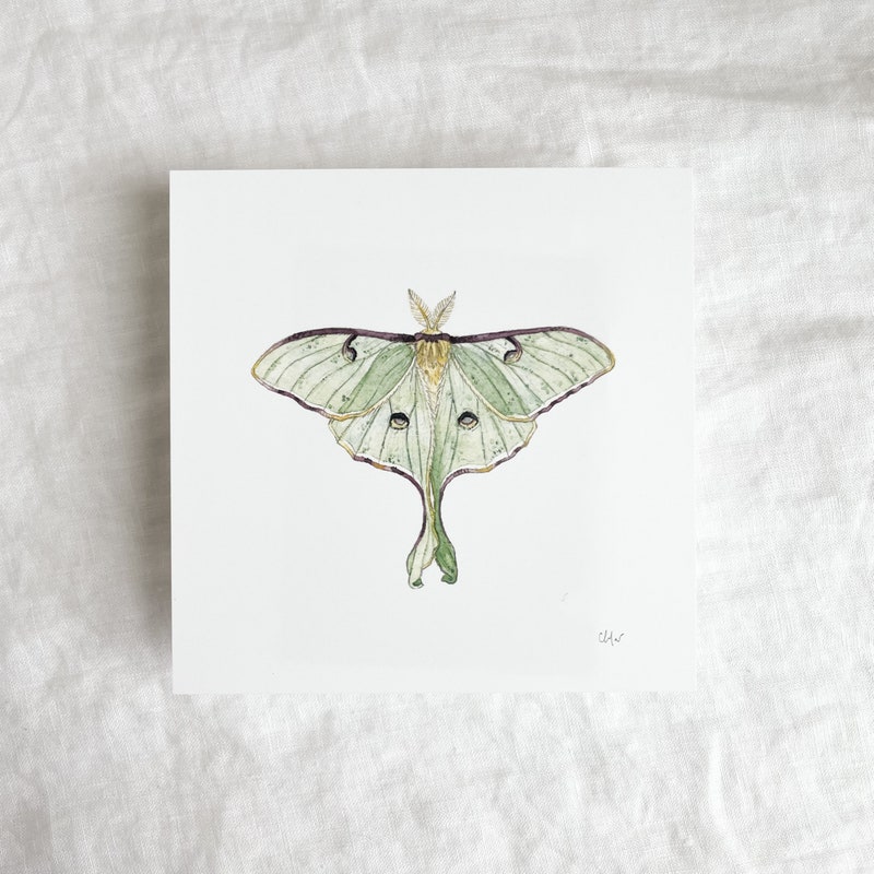 Luna Moth Art - Etsy